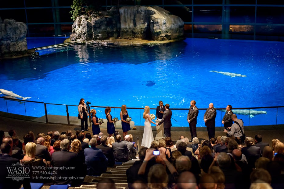 Chicago-Shedd-Aquarium-Wedding-Photography_027-931x621 Chicago Shedd Aquarium Wedding - Caitlin & Andres