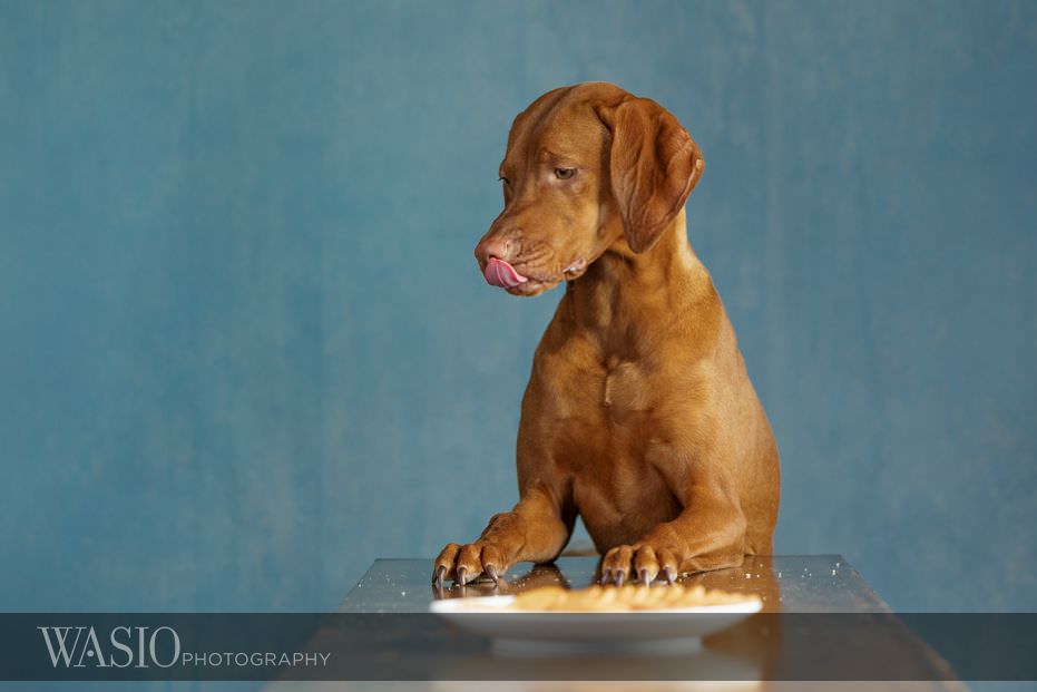 Dog Photography – Beau the handsome Vizsla